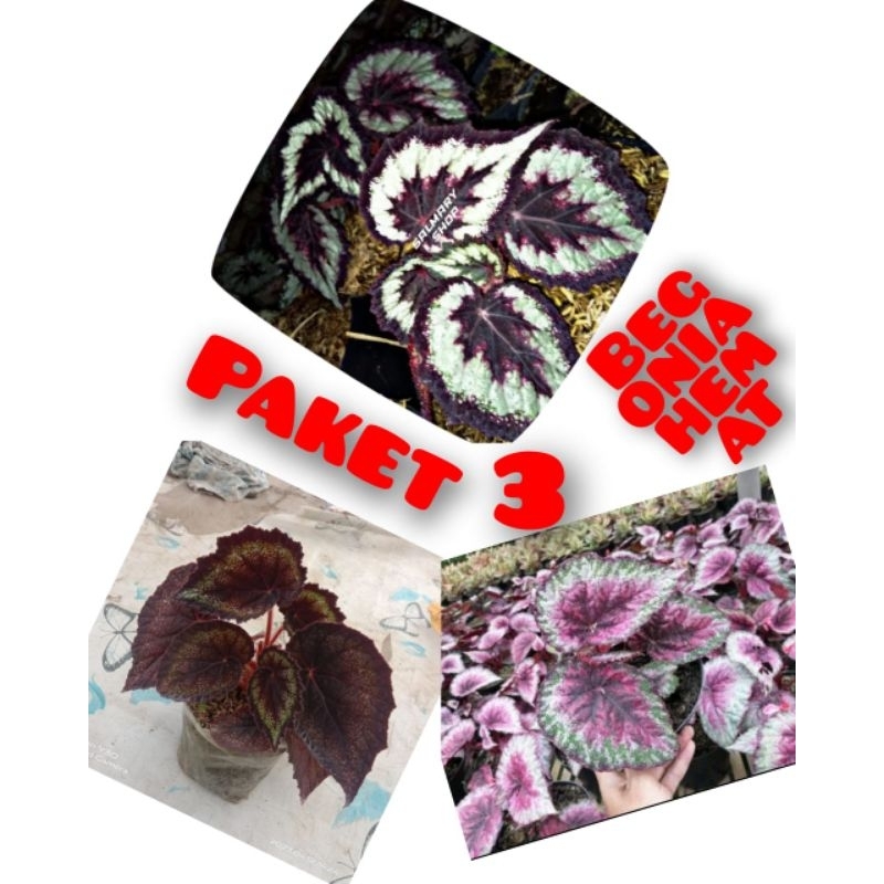 Paket 3 begonia.