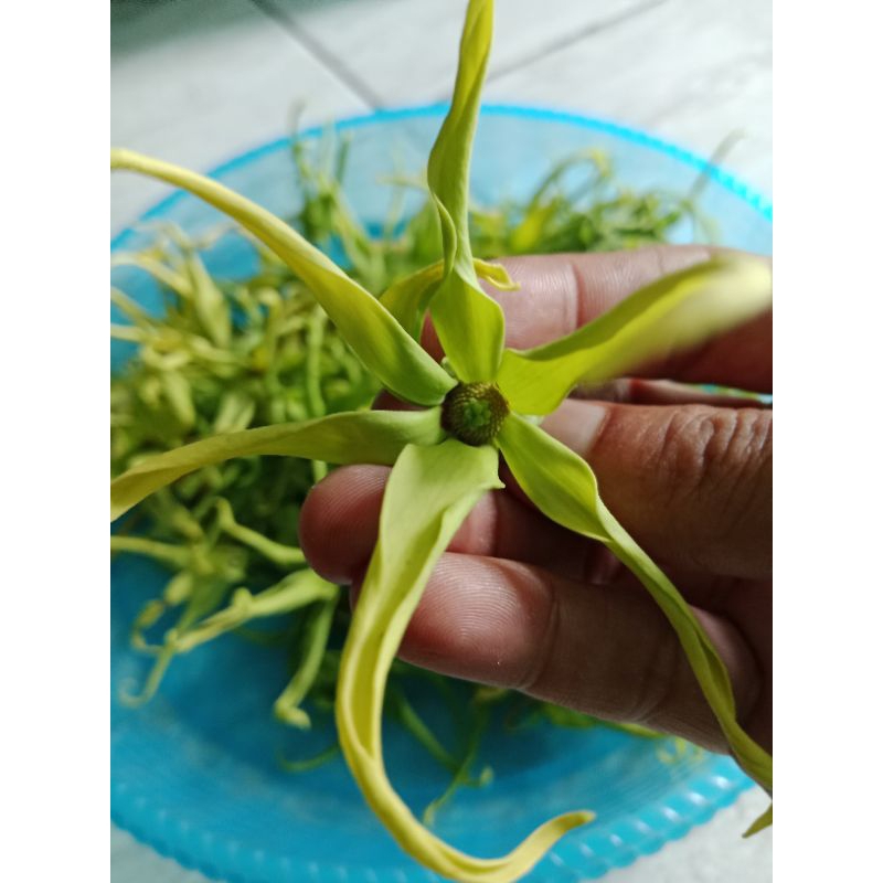 

KEMBANG KENANGA SEGAR