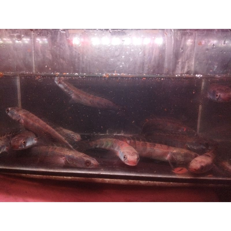 Channa Red Barito 10-12 cm