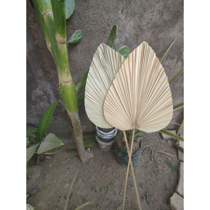 Daun palem kering/dekorasi