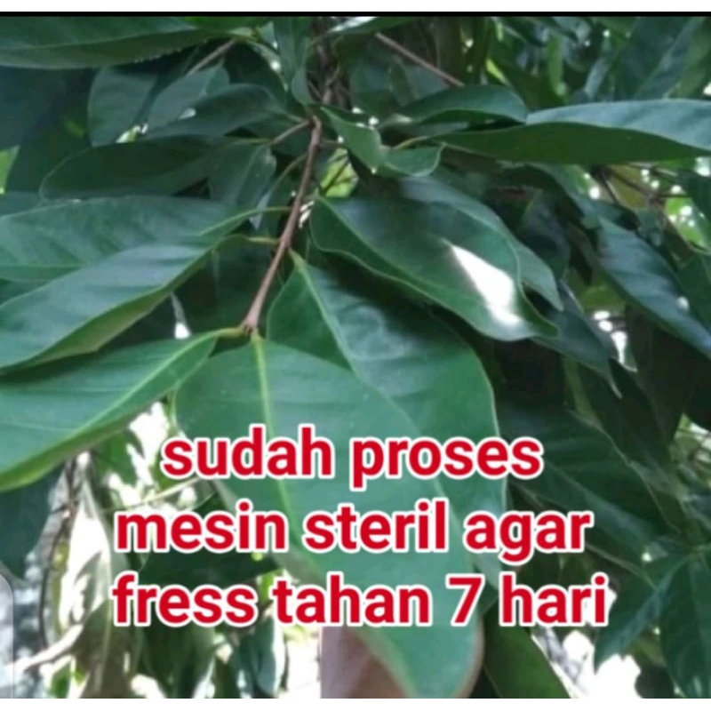 

daun salam satu ikat