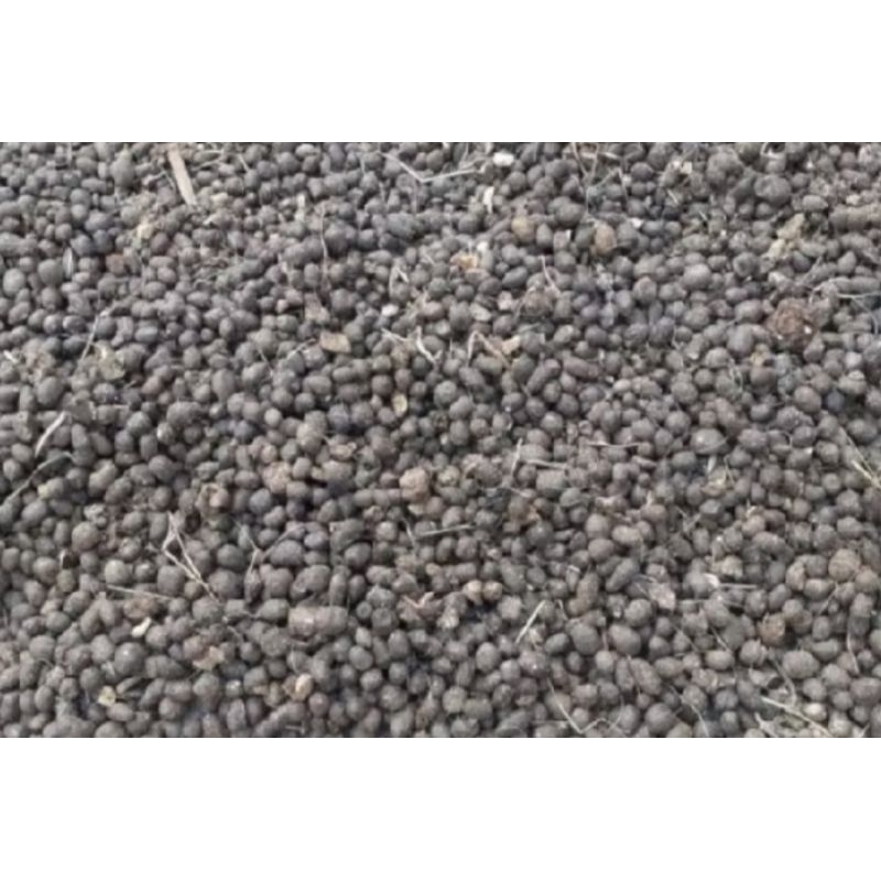 kohe kambing organik