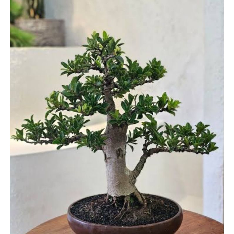 Bahan bonsai elegan / bonsai beringin elegan