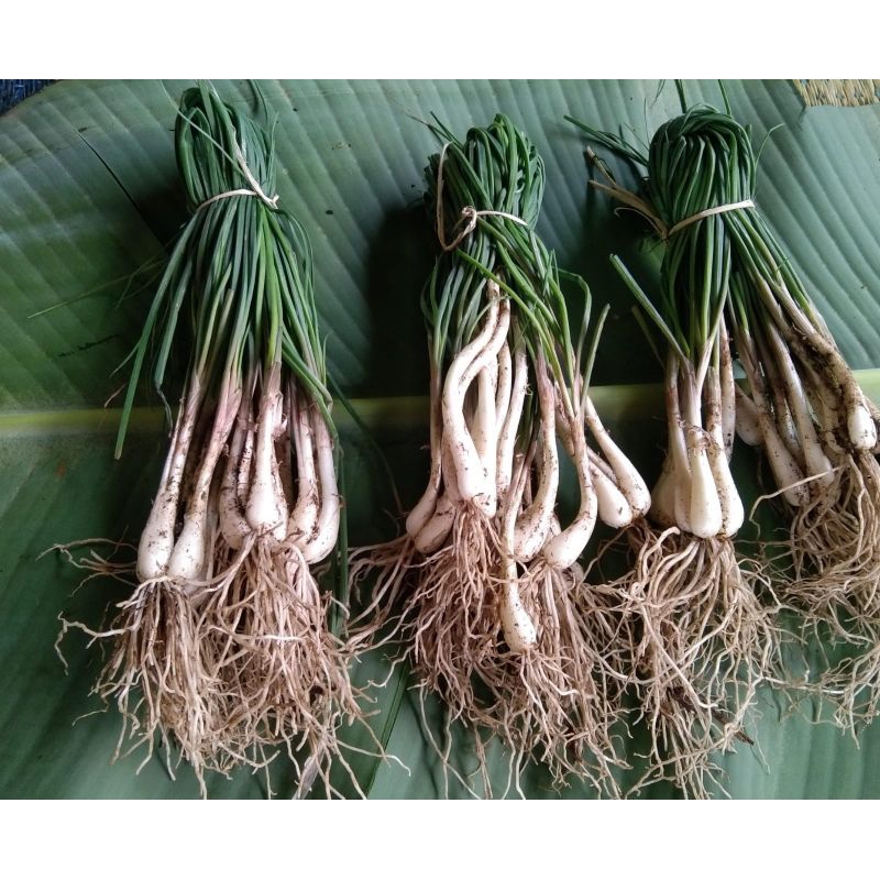 

Bawang kucai segar per ikat