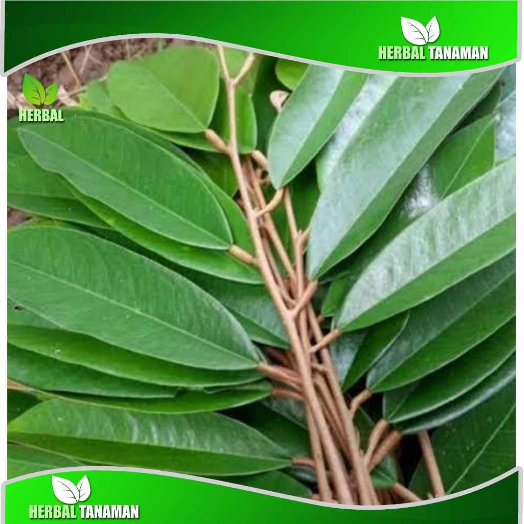 

Daun Durian Obat Segar Herbal alami