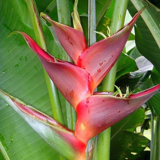 pohon pisang hias heliconia caribaea pohon pisang pisangan 1 meter