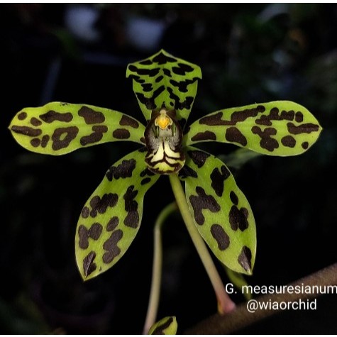Anggrek Gramma Grammatophyllum Measuresianum