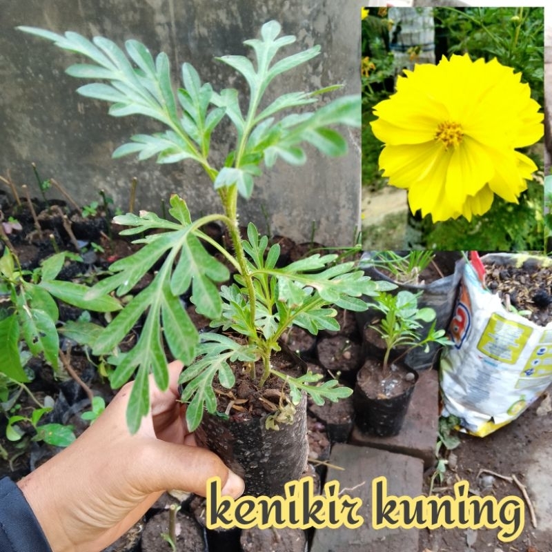 Bunga Cosmos kuning / bibit kenikir kuning