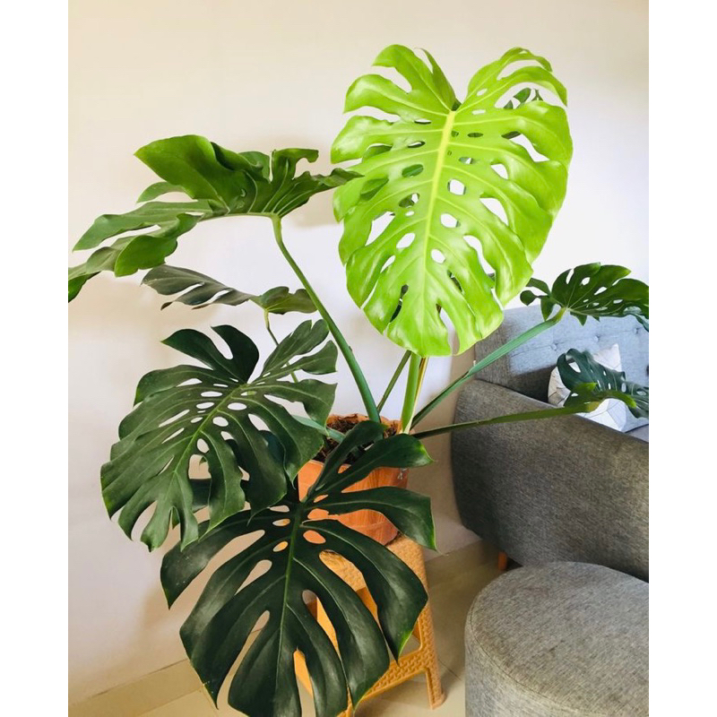 Tanaman Monstera Deliciosa King Bunga Philodendron Monstera King Jumbo bisa Hidup di Air Pohon Hiasa