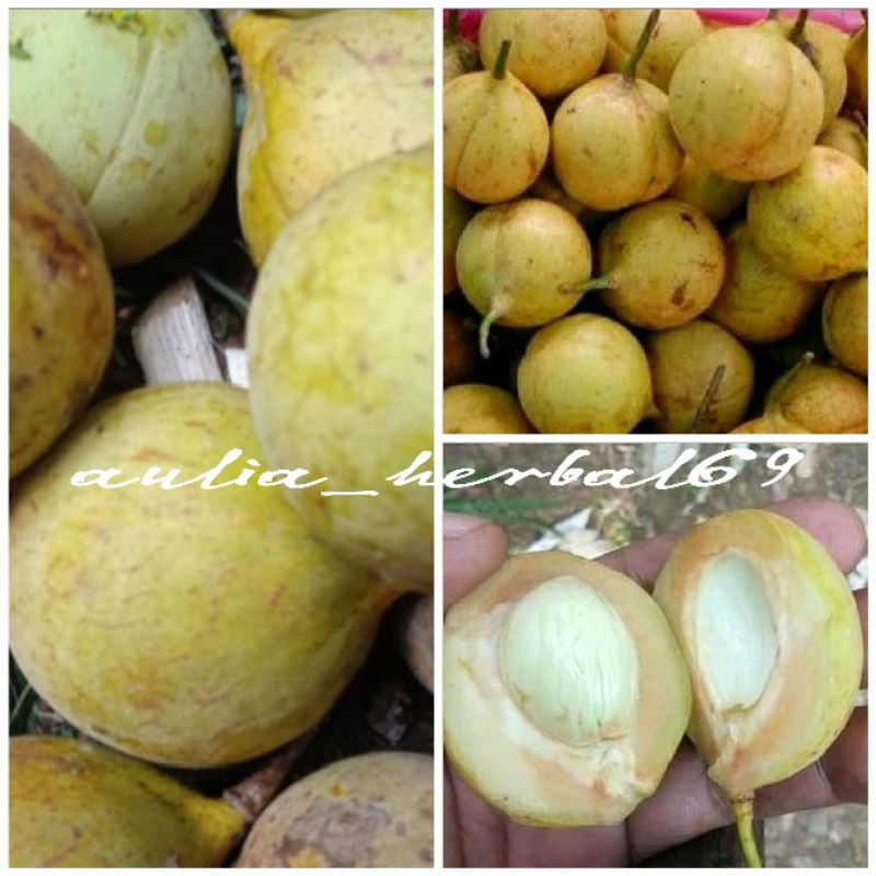 

Buah pala muda segar utuh 1kg