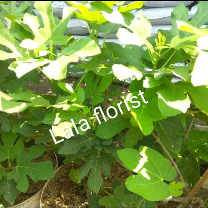 tanaman buah tin berbuah / buah tin / buah arab / buah tin jordan / buah tin merah