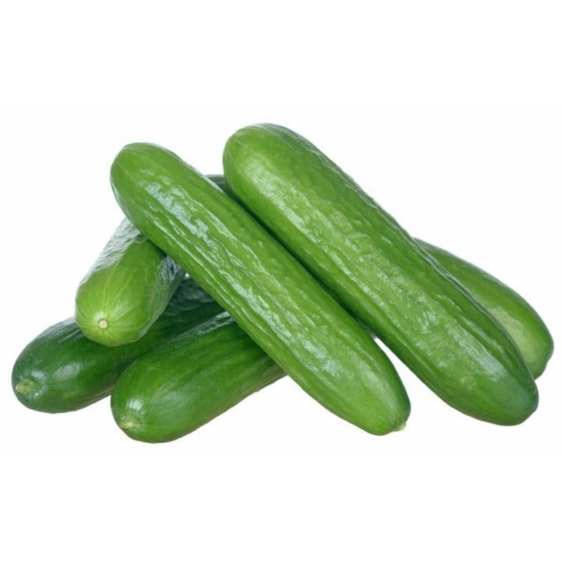 

Mini Cucumber Hidroponik