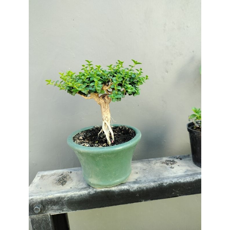 bonsai siap pajang