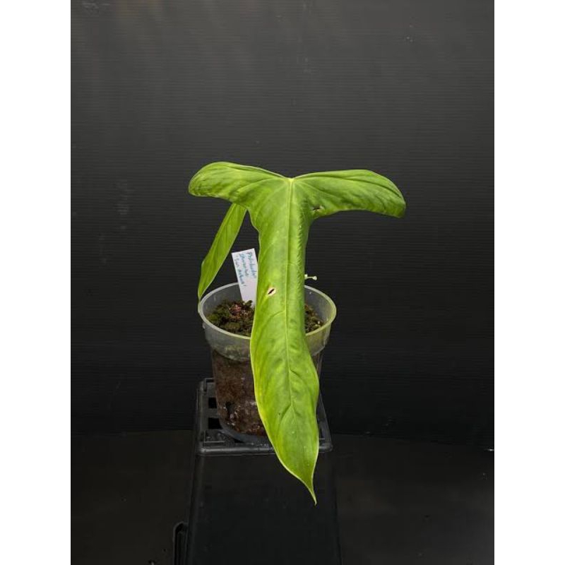 Philodendron Sharoniae San Antonio Original Jaminan Asli 1-2 Daun Medium / Bukan Sharoniae Biasa / P