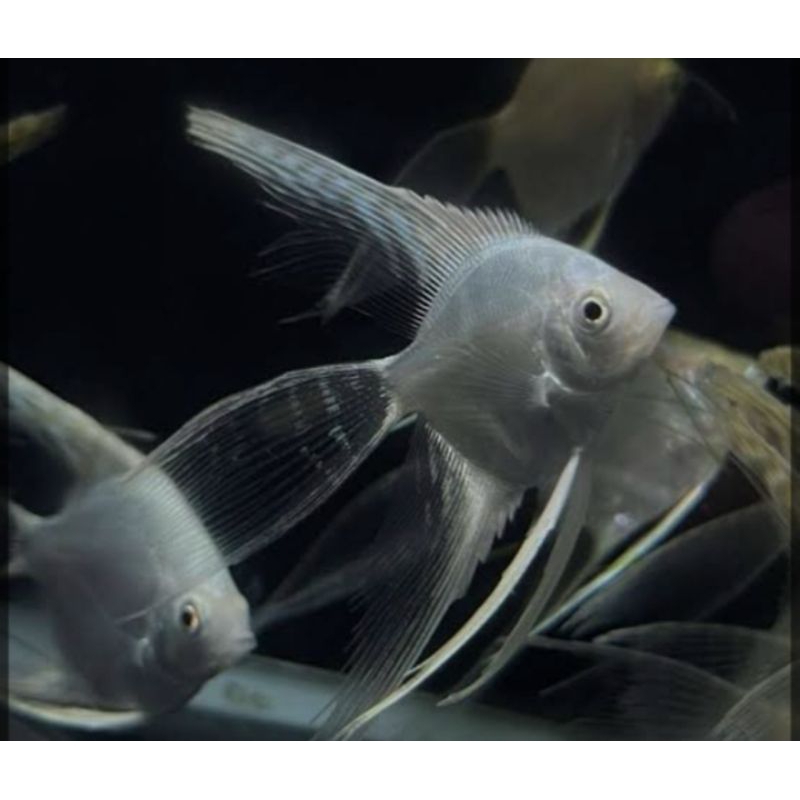 ikan hias manfish platinum slayer