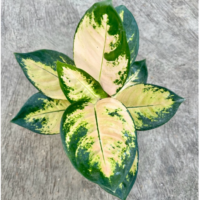 Kochin Cahaya ( Tanaman Hias Aglaonema / Aglonema )