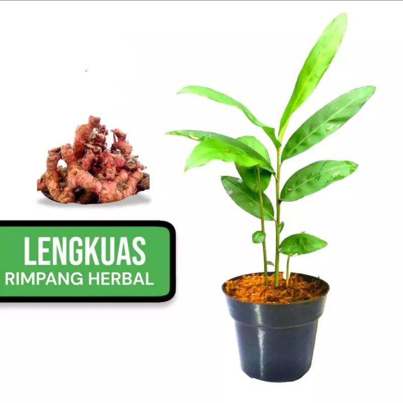 IBIT TANAMAN LENGKUAS / POHON LENGKUAS