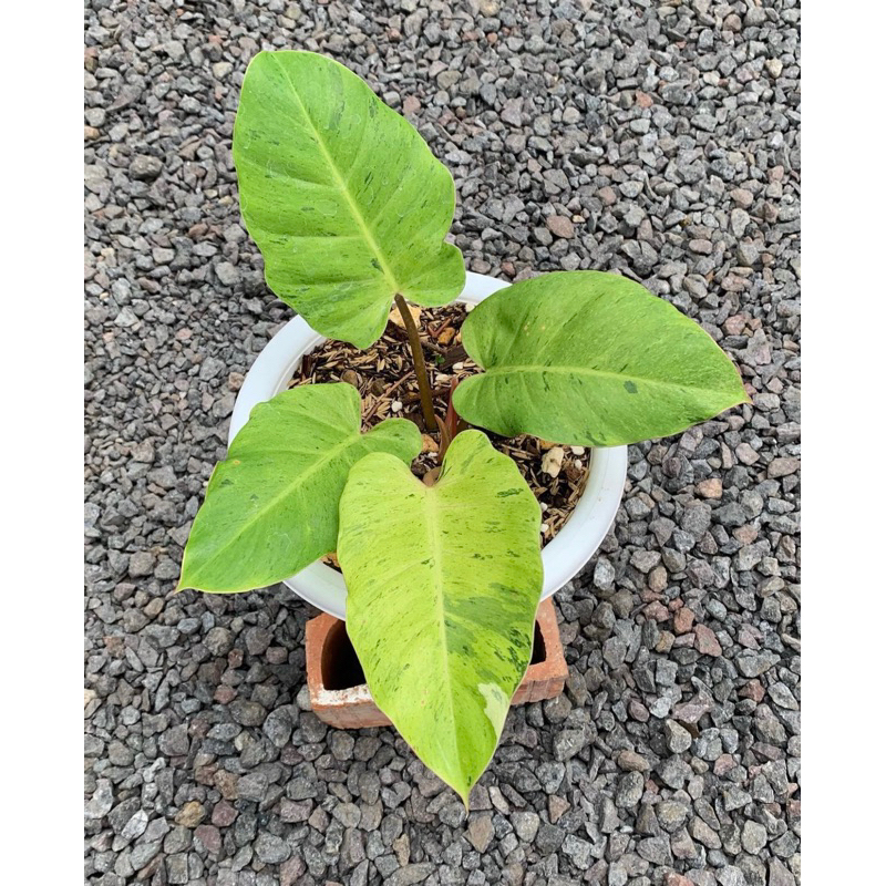 philodendron snowdrift