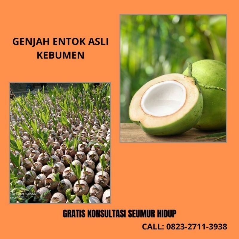 Bibit Kelapa Kopyor Genjah Pati, Bibit Kelapa Thailand, Bibit Kelapa Thailand Asli
