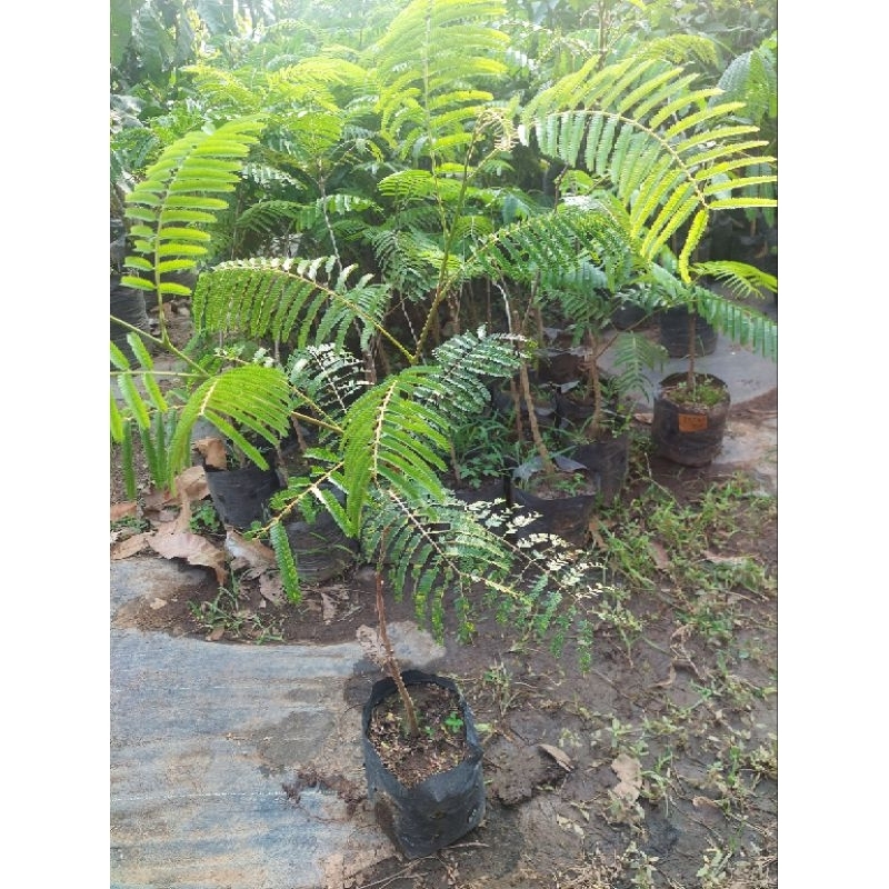 BIBIT PETE / PETAI OKULASI