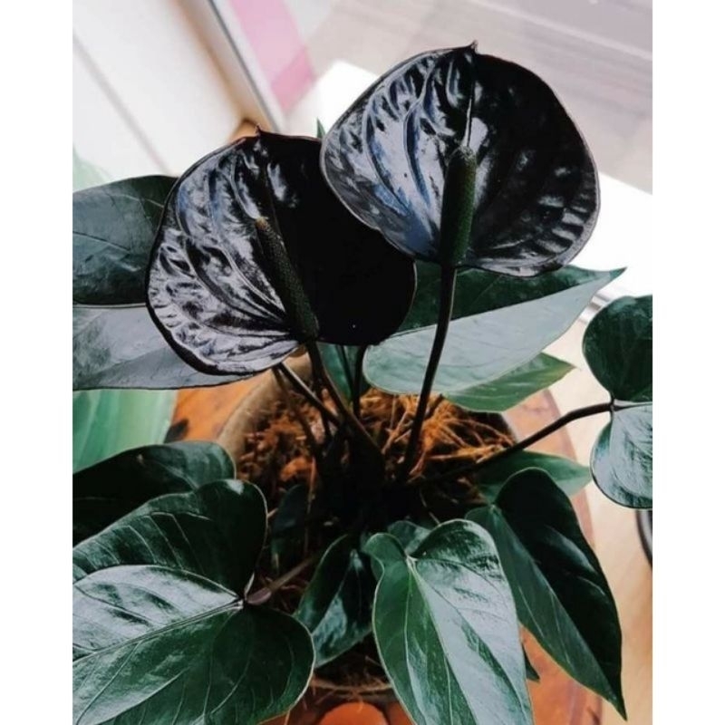 Tanaman hias anthurium mickey mouse bunga hidup ( id: black mamba)