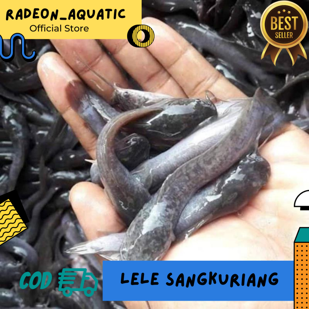 ISI 150 LELE SANGKURIANG BERKUALITAS CEPAT BESAR / BIBIT LELE JUMBO SANGKURIANG MUTIARA PERTUMBUHAN 