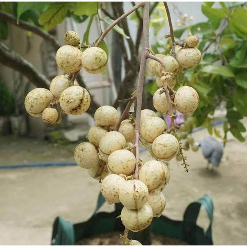 kelengkeng matalada tinggi 1 meter