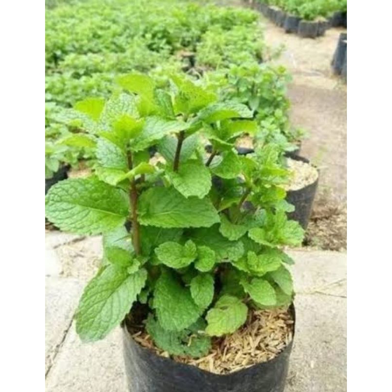 Bibit Tanaman Daun Mint - Tanaman Herbal Daun Mint Bisa Untuk Diminum