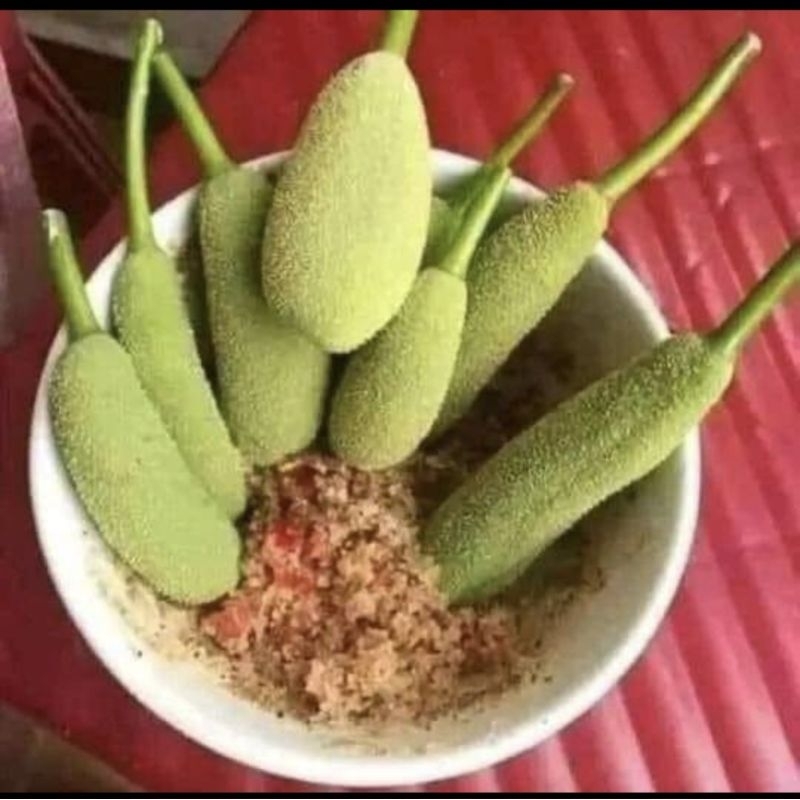 nangka muda / nangka babal / nangka muda obat diabetes dan obat diare / nangka muda fresh 1 buah