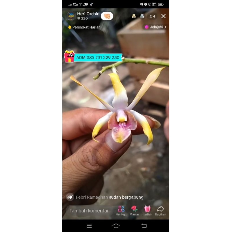 Dendrobium Bulat Murah