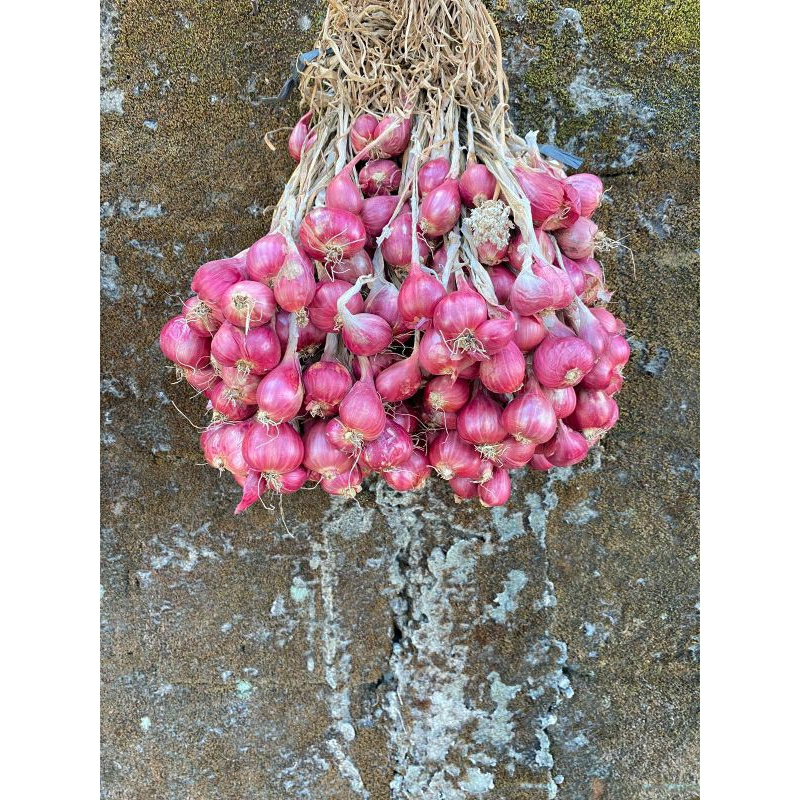 

Bawang Merah Brebes Grade Super Termurah 1 Kg
