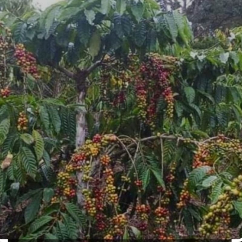 

Kopi Asalan Robusta Arjuno