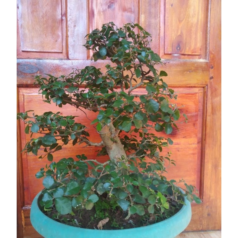 bonsai taman nya bosqu bahan serut