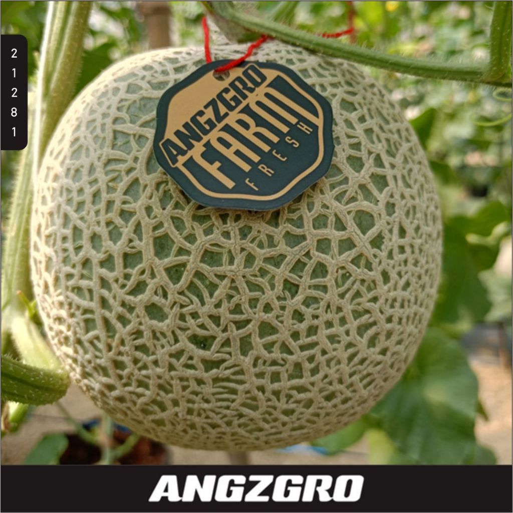 

Melon Jepang Fujisawa Hydroponik 1000 Gram / Pack