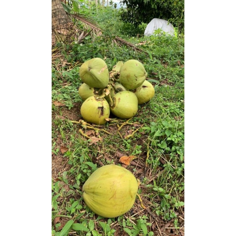 kelapa muda segar