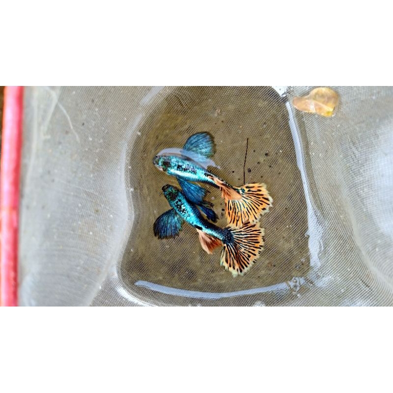 indukan guppy PRMBE