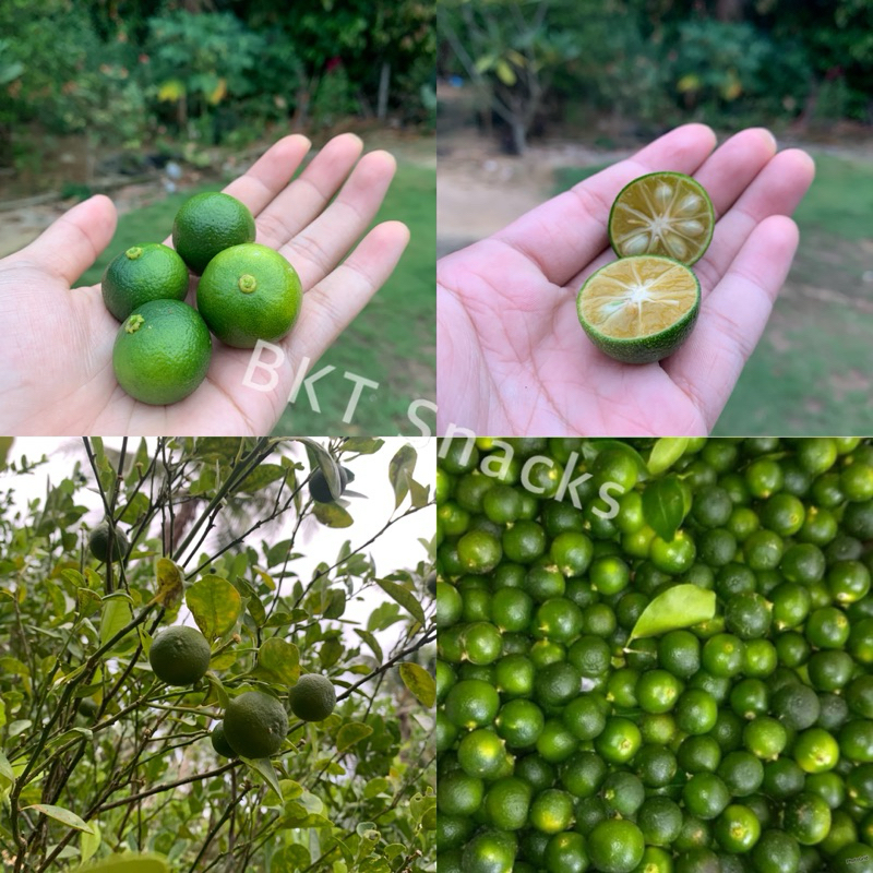 

Buah Jeruk Sonkit Jeruk Kunci Kalamanis (Sedang-kecil)