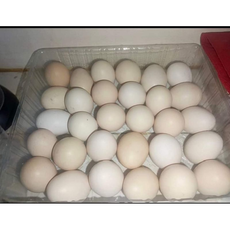 

TELUR AYAM KAMPUNG ASLI 100%