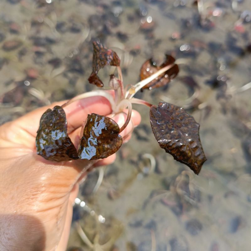 Cryptocoryne Striolata - Tanaman air