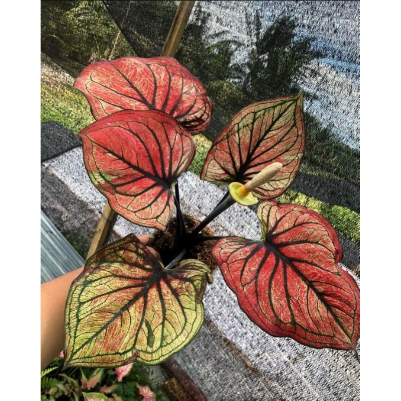 CALADIUM LILIS - Tanaman Hias Keladi Lilis Keladi Hybrid