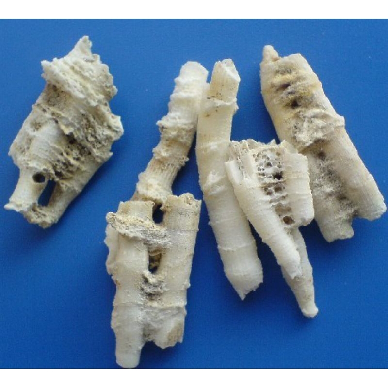 

600 G GR GRAM 鹅管石 E GUAN SHI CORAL SKELETON