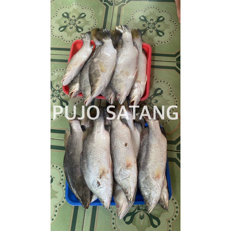 

IKAN KAKAP PUTIH MURAH