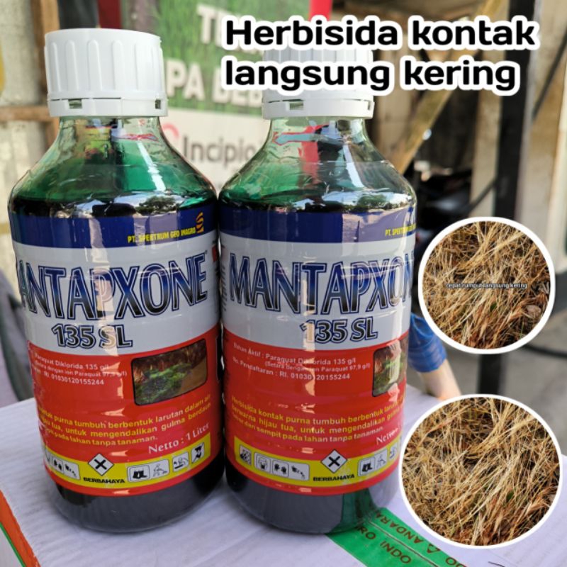 HERBISIDA KONTAK MANTAPXONE 135 sl ASXONE 138 SL1 liter langsung kering