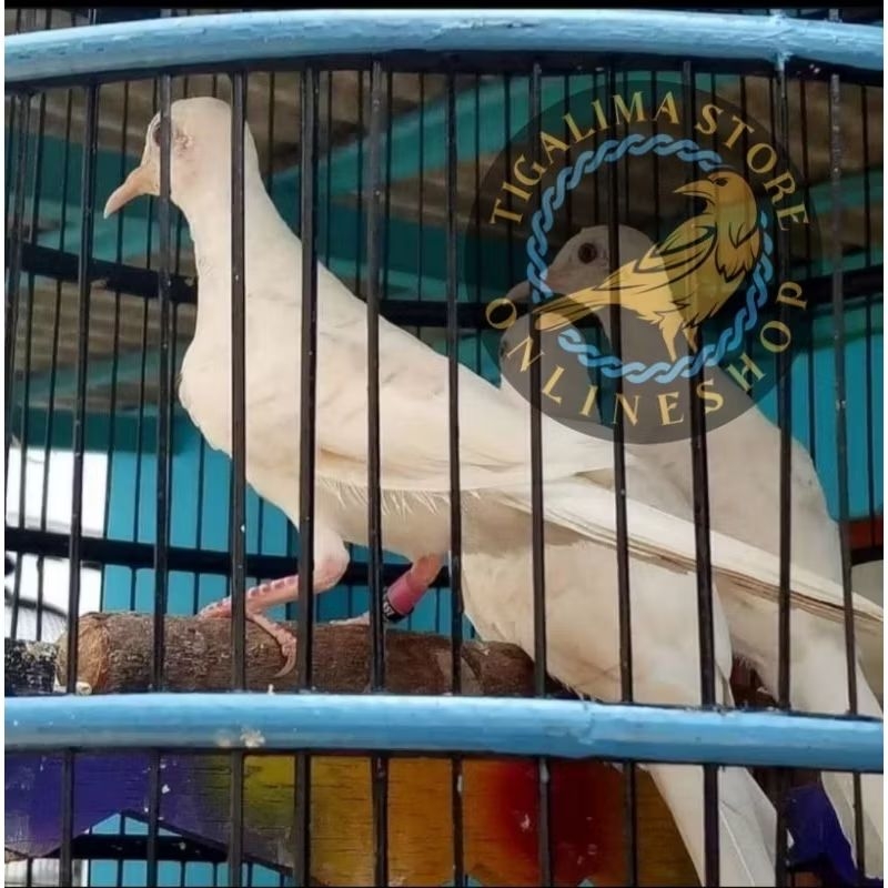 PERKUTUT PUTIH MATA MERAH