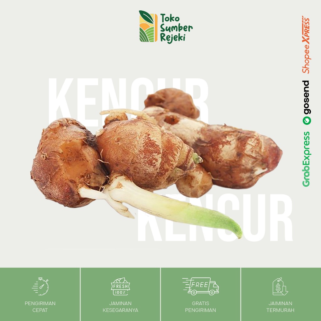 

Kencur Segar - Toko Sumber Rejeki Yogyakarta