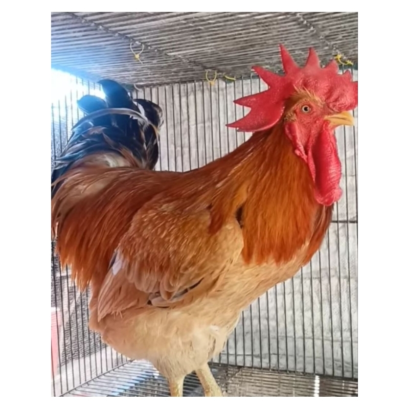 

telur ayam merawang babel, bodi semok, original