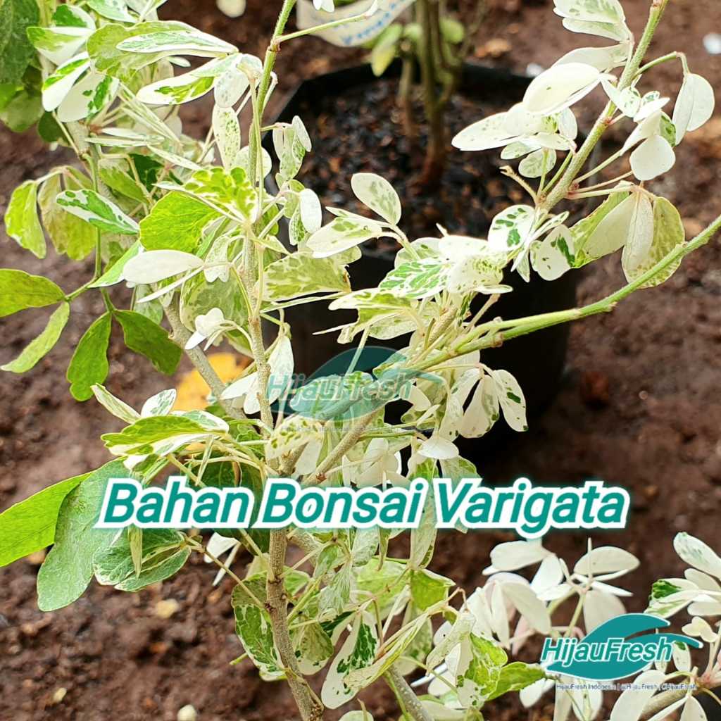 Asem Kranji Varigata Bahan Bonsai | HijauFresh | @HijauFresh | #HijauFresh