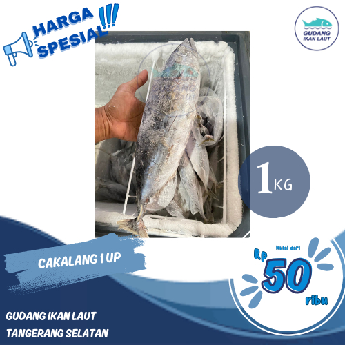 

IKAN CAKALANG 1 UP FRESH FROZEN BERKUALITAS