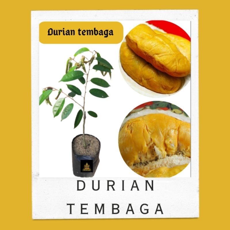 Bibit durian super tembaga • Bibit durian tembaga Bella bibit