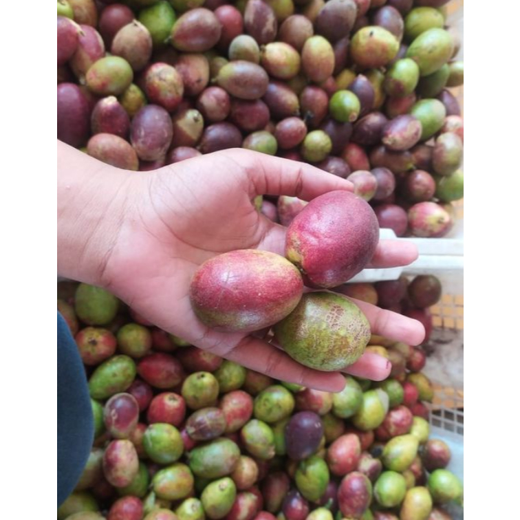 

Buah Matoa 1 kg Spesial Campuran 3 Rasa Durian Kelengkeng Rambutan Manis Harum